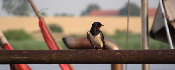 ostsee vogel